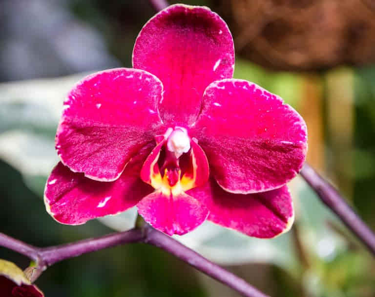 como-salvar-orquídea-no-carvão
