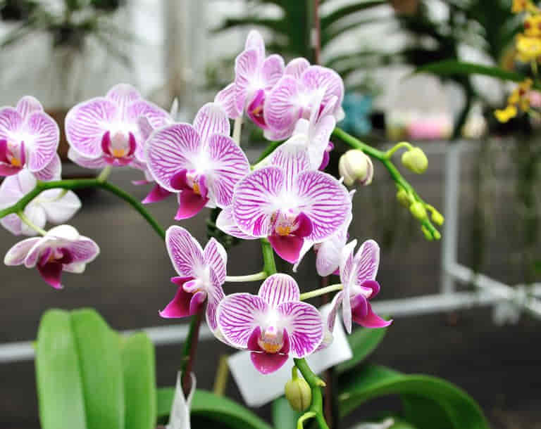 qual-o-melhor-adubo-orgânico-para-orquídeas