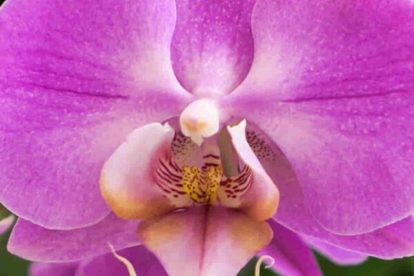 Adubos para orquídeas com casca de ovo (5)