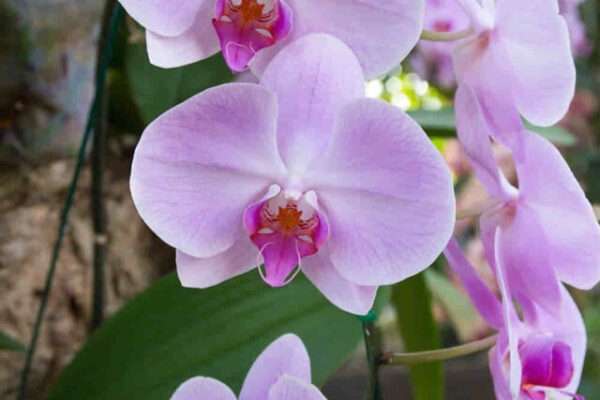 orquídea na árvore