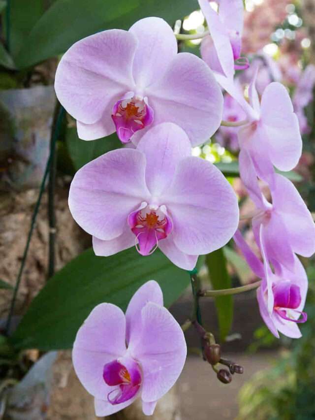 Orquídeas na Árvore: 5 Dicas Simples de Cultivo e Cuidado